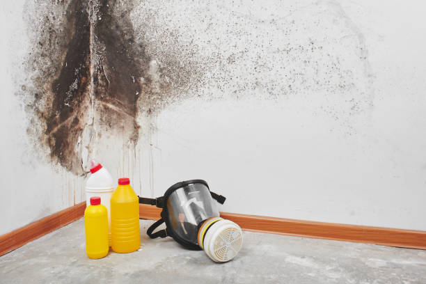 Professional Mold Remediation in Whitney, SC